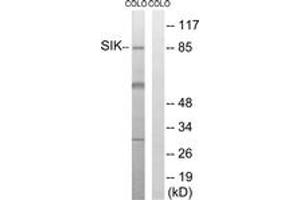 Western blot analysis of extracts from COLO205 cells, treated with PMA 125ng/ml 30', using SIK (Ab-182) Antibody. (SIK1 抗体  (AA 148-197))
