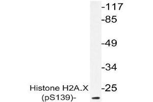 Western blot (WB) analysis of p-Histone H2A. (H2AFX 抗体  (pSer139))