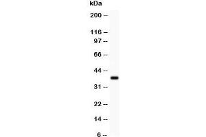 Western blot testing of Bmi1 antibody and recombinant human protein (0. (BMI1 抗体  (Middle Region))