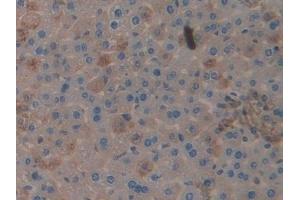 Detection of CLU in Mouse Liver Tissue using Polyclonal Antibody to Clusterin (CLU) (Clusterin 抗体  (AA 227-448))