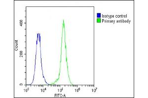 Overlay histogram showing A549 cells stained with (ABIN6242270 and ABIN6578875)(green line). (F13A1 抗体  (AA 170-204))