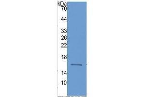 Western Blotting (WB) image for Fatty Acid Binding Protein 3, Muscle and Heart (FABP3) ELISA Kit (ABIN6574266)