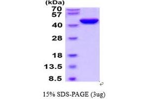 SERPINE2 Protein (AA 20-397) (His tag)