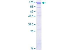 Image no. 1 for Transducin-like Enhancer Protein 4 (TLE4) (AA 1-773) protein (GST tag) (ABIN1322839) (TLE4 Protein (AA 1-773) (GST tag))