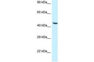 Image no. 1 for anti-Nuclear Receptor Subfamily 5, Group A, Member 1 (NR5A1) (AA 231-280) antibody (ABIN6747661)