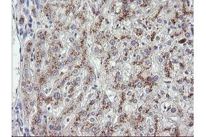 Image no. 2 for anti-Mdm4-binding Protein (MDM4) antibody (ABIN1499354) (MDM4-binding Protein 抗体)