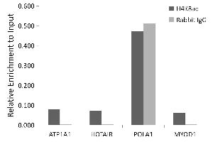 Immunofluorescence analysis of HeLa cells using Acetyl-Histone H4-K8 antibody (ABIN7267747). (Histone H4 抗体  (acLys8))