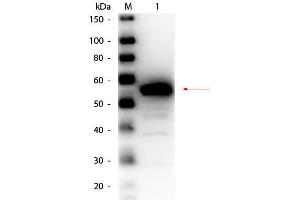 Western Blot of Rabbit anti-Esterase Antibody Peroxidase Conjugated. (Esterase 抗体  (HRP))