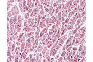 Anti-GBL antibody IHC of human heart. (GBL 抗体  (C-Term))