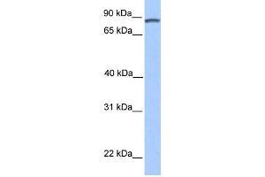 WB Suggested Anti-DMTF1 Antibody Titration:  0. (DMP1 抗体  (C-Term))