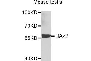 Western blot analysis of extracts of mouse testis, using DAZ2 antibody (ABIN5974458) at 1/1000 dilution. (DAZ2 抗体)