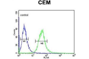 AMY1A Antibody (Center) flow cytometric analysis of CEM cells (right histogram) compared to a negative control cell (left histogram). (Alpha-amylase 1 抗体  (Middle Region))