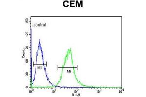 AMY1A Antibody (Center) flow cytometric analysis of CEM cells (right histogram) compared to a negative control cell (left histogram).