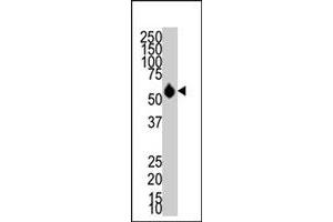 Western blot analysis of HDAC8 polyclonal antibody  in mouse NIH/3T3 cell lysate. (HDAC8 抗体  (N-Term))