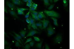 Immunofluorescent staining of HeLa cells using anti-PLEKHA3 mouse monoclonal antibody (ABIN2454592). (PLEKHA3 抗体)
