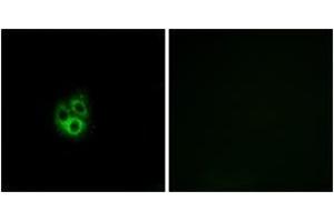 Immunofluorescence (IF) image for anti-G Protein gamma 5 (GNG5) (AA 10-59) antibody (ABIN2890368) (GNG5 抗体  (AA 10-59))
