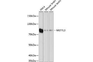Western blot analysis of extracts of various cell lines, using METTL3 antibody  at 1:1000 dilution. (METTL3 抗体)