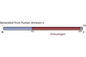 Image no. 2 for anti-Annexin A2 (ANXA2) (AA 123-328) antibody (ABIN967722) (Annexin A2 抗体  (AA 123-328))