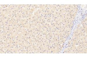 Immunohistochemistry (IHC) image for anti-Deoxyribonuclease II, Lysosomal (DNASE2) (AA 19-360) antibody (ABIN7443413)