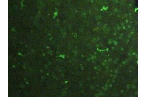 Immunofluorescence (IF) image for anti-Histone 3 (H3) (AA 1-136) antibody (ABIN7439303)