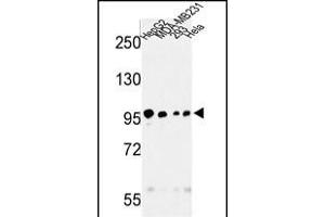 Western blot analysis of STL Antibody (ABIN652294 and ABIN2841296) in HepG2, MDA-M, 293, Hela cell line lysates (35 μg/lane). (MASTL 抗体)