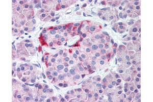 Anti-KCNJ6 / GIRK2 antibody IHC of human pancreas, islet. (KCNJ6 抗体  (N-Term))