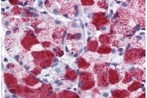 Anti-MUC13 antibody  ABIN960795 IHC staining of human stomach. (MUC13 抗体  (Extracellular Domain))