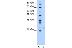 WB Suggested Anti-PMF1 Antibody Titration:  0. (PMF1 抗体  (Middle Region))