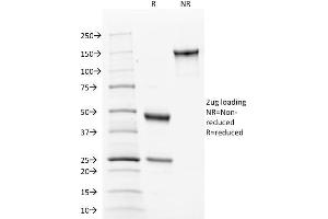SDS-PAGE Analysis of Purified Calnexin Mouse Monoclonal Antibody ABIN6383807.