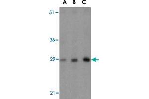 Western blot analysis of BCAP31 in rat lung tissue lysate with BCAP31 polyclonal antibody  at (A) 0. (BCAP31 抗体  (Internal Region))