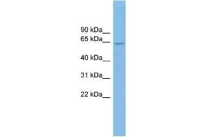 WB Suggested Anti-CRY2 Antibody Titration: 0.