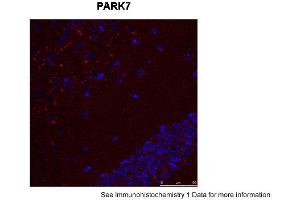 Sample Type: Mouse Brain Slices Red: primaryBlue: DAPIPrimary Dilution: 1:400 Secondary Antibody: Anti-Rabbit IgG Alexa 594Secondary Dilution: 1:400 Image Submitted By: Adahir Labrador-Garrido and Cintia Roodveldt University of Seville (PARK7/DJ1 抗体  (C-Term))