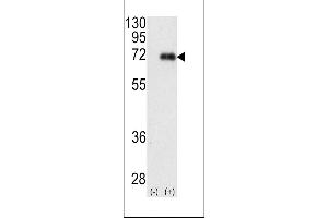 Western blot analysis of PRKCI (arrow) using rabbit polyclonal PKC iota Antibody (N-term) (ABIN391010 and ABIN2841183). (PKC iota 抗体  (N-Term))