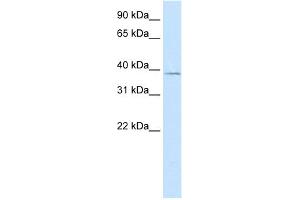 WB Suggested Anti-MANSC1 Antibody Titration:  5. (MANSC1 抗体  (N-Term))