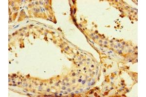 Immunohistochemistry of paraffin-embedded human testis tissue using ABIN7154164 at dilution of 1:100 (GPD2 抗体  (AA 43-727))