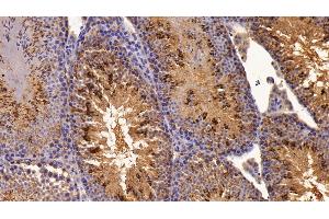 Detection of ON in Mouse Testis Tissue using Polyclonal Antibody to Osteonectin (ON) (SPARC 抗体  (AA 18-302))