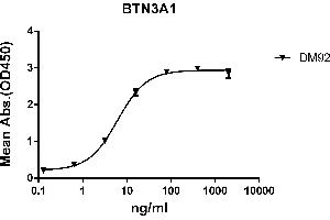 ELISA plate pre-coated by 2 μg/mL (100 μL/well) Human BTN3A1 protein, mFc-His tagged protein ((ABIN6961119, ABIN7042267 and ABIN7042268)) can bind Rabbit anti-BTN3A1 monoclonal antibody(clone: DM92) in a linear range of 0.