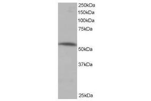 Image no. 1 for anti-Protein Phosphatase 2, Regulatory Subunit B', alpha (PPP2R5A) (C-Term) antibody (ABIN374133) (PPP2R5A 抗体  (C-Term))