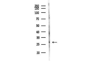 Western blot analysis of lysates from Mouse brain, using LRRC3B Antibody at 1/1000 dilution.