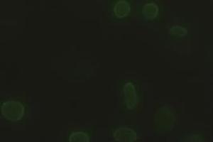 Anti-SOX17 mouse monoclonal antibody (ABIN2452673) immunofluorescent staining of HeLa cells transiently transfected by pCMV6-ENTRY SOX17 (RC220888) (SOX17 抗体  (AA 177-414))