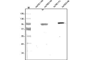 Western analysis of recombinant Human and Mouse sTIE-1 and sTIE-2 using a Polyclonal antibody directed against Human recombinant sTIE-2. (TEK 抗体  (AA 19-745))