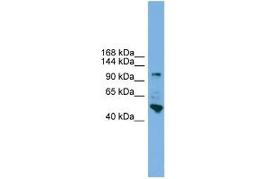 WB Suggested Anti-PCDH18 Antibody Titration:  0. (PCDH18 抗体  (N-Term))