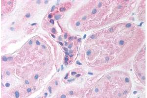 Human Kidney (formalin-fixed, paraffin-embedded) stained with FOXI1 antibody ABIN214755 at 2. (FOXI1 抗体  (AA 221-270))