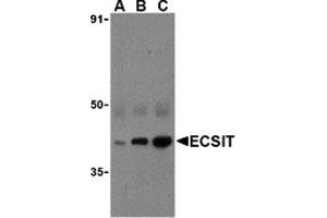 Western Blotting (WB) image for anti-ECSIT (ECSIT) (C-Term) antibody (ABIN1030377) (ECSIT 抗体  (C-Term))