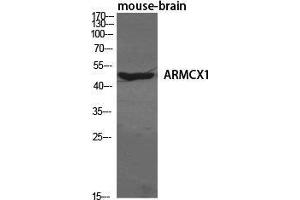 Western Blot (WB) analysis of specific cells using ARMCX1 Polyclonal Antibody. (ARMCX1 抗体  (N-Term))
