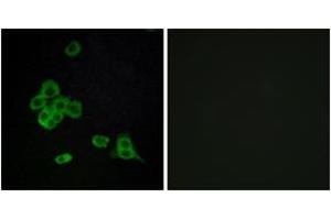 Immunofluorescence analysis of MCF7 cells, using CDH26 Antibody. (CDH26 抗体  (AA 11-60))