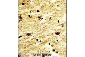 Formalin-fixed and paraffin-embedded human brain tissue with EXOSC8 Antibody (C-term), which was peroxidase-conjugated to the secondary antibody, followed by DAB staining. (EXOSC8 抗体  (C-Term))