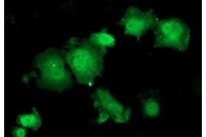 Anti-HSPBP1 mouse monoclonal antibody (ABIN2454877) immunofluorescent staining of COS7 cells transiently transfected by pCMV6-ENTRY HSPBP1 (RC201814). (HSPBP1 抗体)