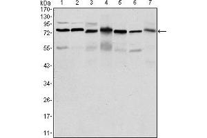 Western blot analysis using PSIP1 mouse mAb against HepG2 (1), Jurkat (2), K562 (3), Cos7 (4), PC-12 (5), Hela (6), and NIH/3T3 (7) cell lysate. (PSIP1 抗体)