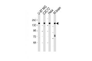 All lanes : Anti-SRCC1 Antibody (C-term) at 1:2000 dilution Lane 1: U-87 MG whole cell lysates Lane 2: C2C12 whole cell lysates Lane 3: Hela whole cell lysates Lane 4: mouse brain lysates Lysates/proteins at 20 μg per lane. (SMARCC1 抗体  (C-Term))